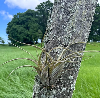 Tillandsia flexuosa